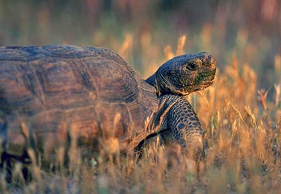 desert tortoise