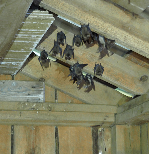 about a dozen bats hanging from the rafters of an outbuilding