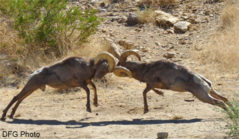 Rams sparring during the rut