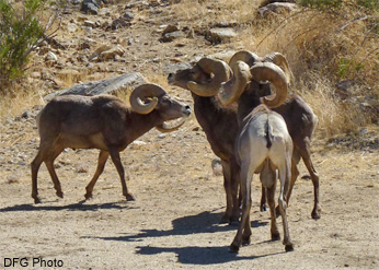 Low-stretch behavior among rams