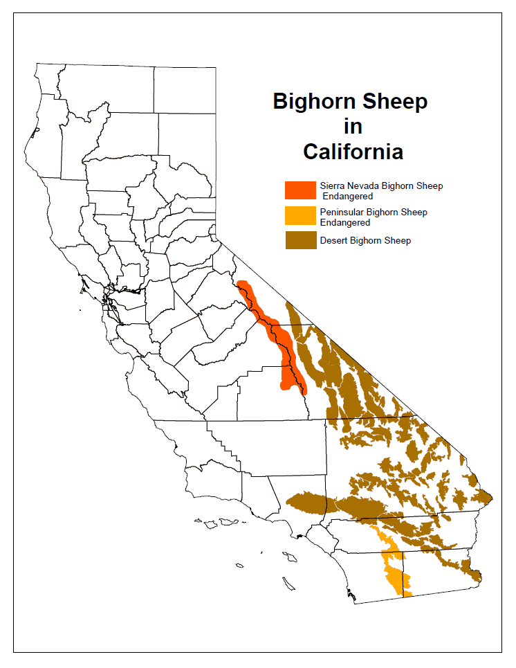Bighorn Sheep Distribution in California - link opens in new window