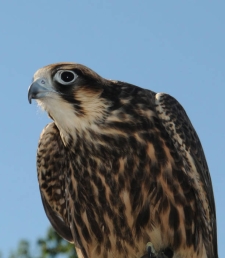 Raptors Of Missouri Missouris Natural Heritage