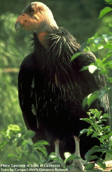 large bird with black plumage, bald pink head and large hooked beak, perched on tree branch