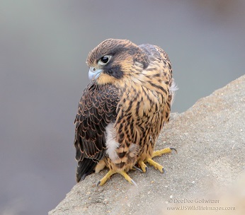 American Peregrine Falcons In California