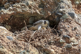 falcon perched in nest