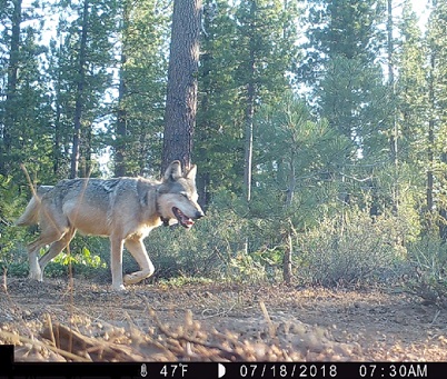 Adult gray wolf in Lassen National Forest, July 2018 - image open in new window