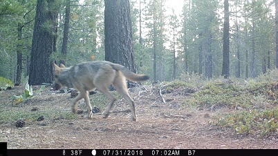 Adult gray wolf in Lassen National Forest in July 2018 - image open in new window