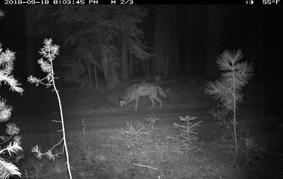 One adult gray wolf at night in Lassen County - image open in new window