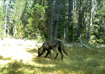 Adult wolf in Siskiyou County, August, 2015. CDFW trailcam photo by Pete Figura.