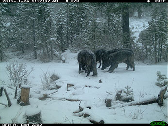 Members of Shasta Pack