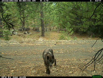 Member of Shasta Pack