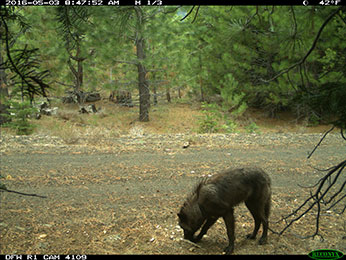 Member of Shasta Pack