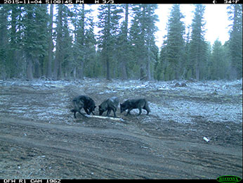 Members of Shasta Pack