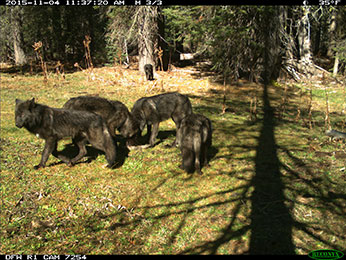 Members of Shasta Pack