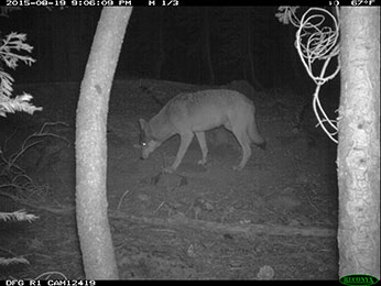 Potential evidence of another wild wolf in California - image open in new window