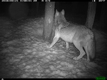 Potential evidence of another wild wolf in California - image open in new window