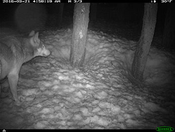 Potential evidence of another wild wolf in California - image open in new window