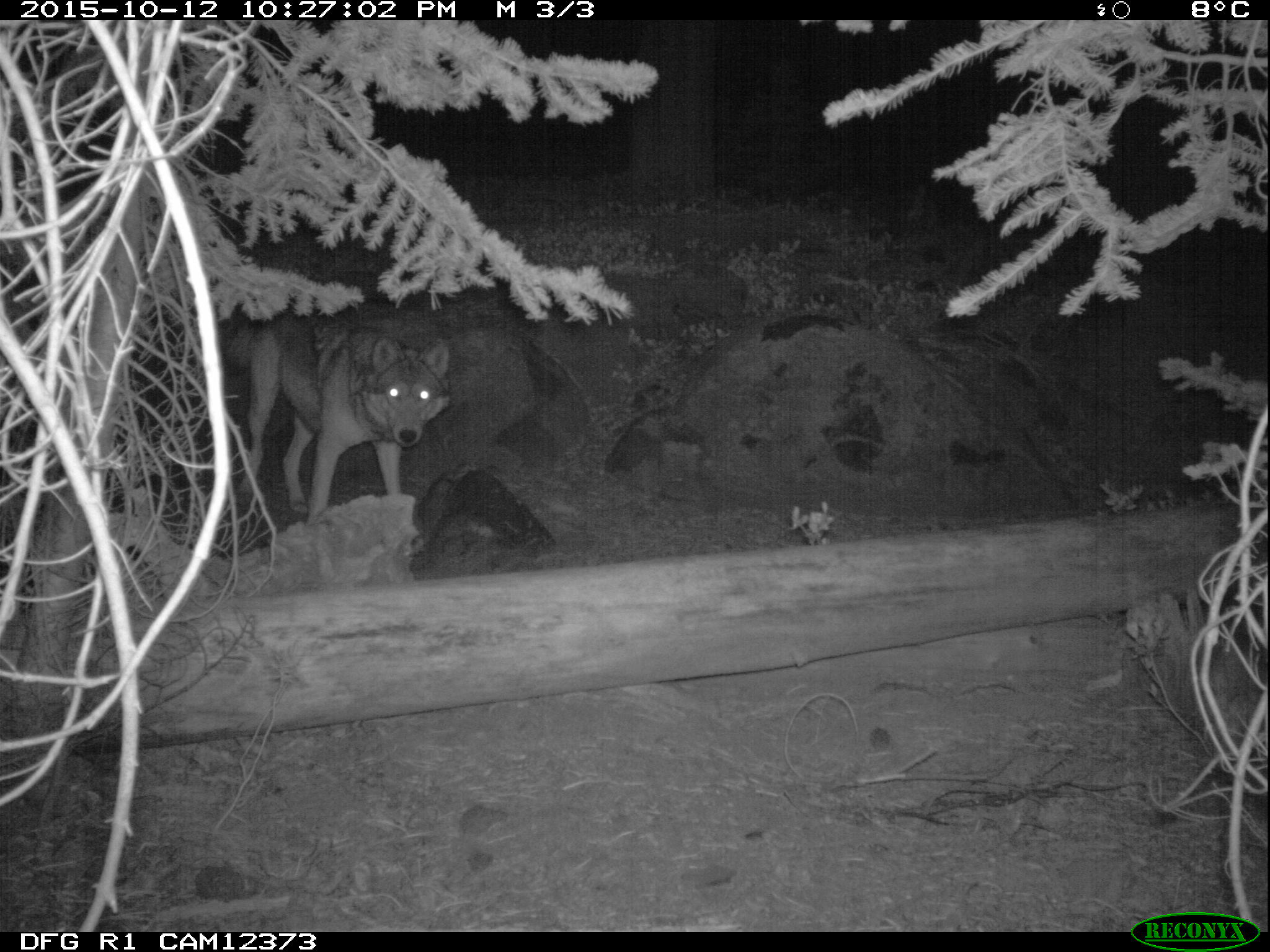 Potential evidence of another wild wolf in California Potential evidence of another wild wolf in California