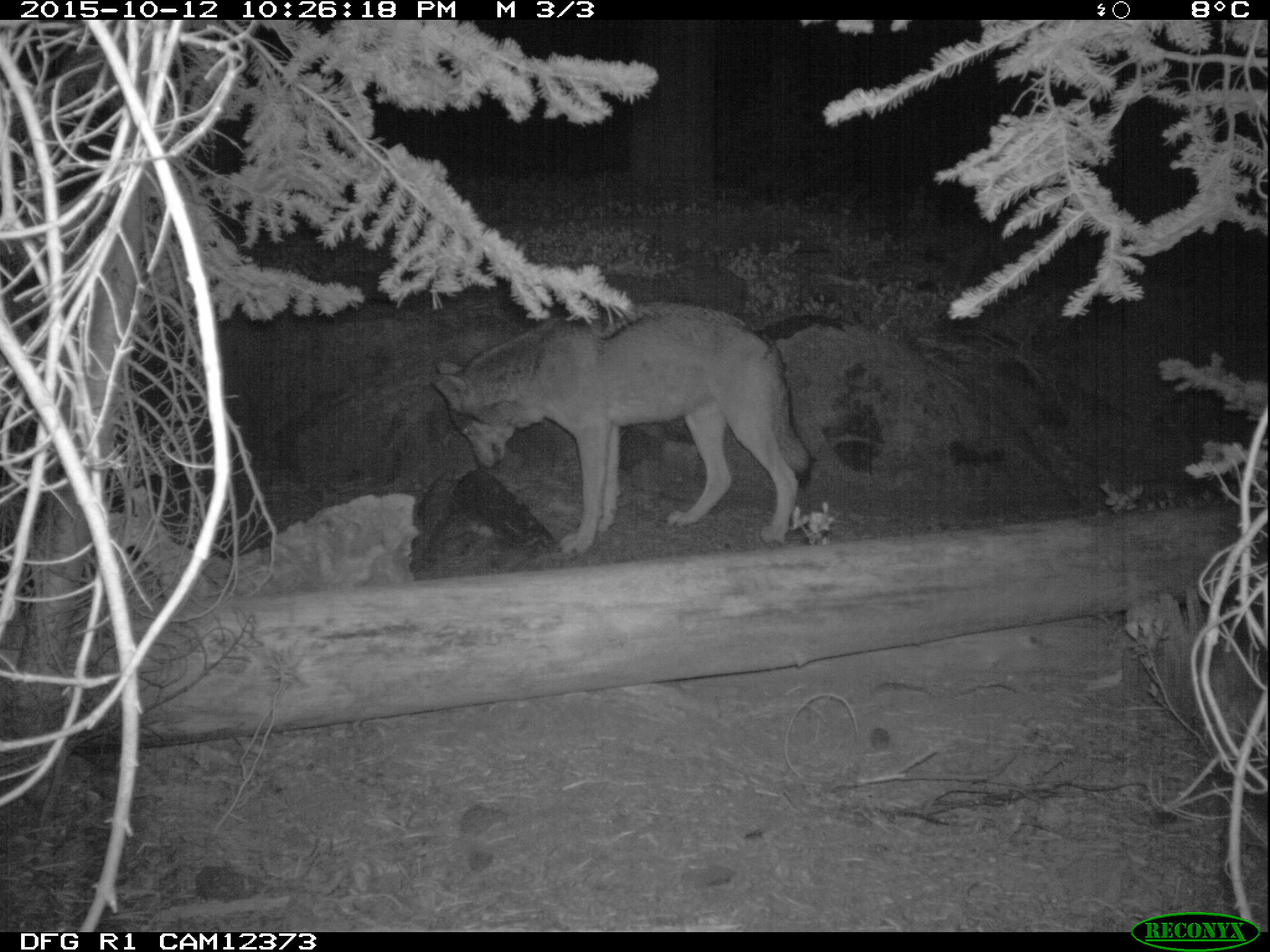 Potential evidence of another wild wolf in California Potential evidence of another wild wolf in California