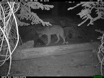 Potential evidence of another wild wolf in California - image open in new window