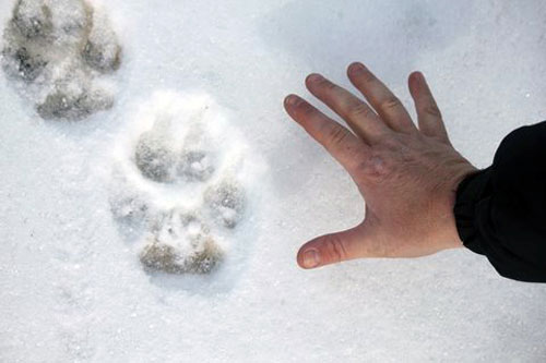 Wolf track in snow. Photo by Linda Hay. Wolf track in snow. Photo by Linda Hay.