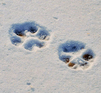 Wolf track in snow. Photo by Tanya Dronoff. - image open in new window