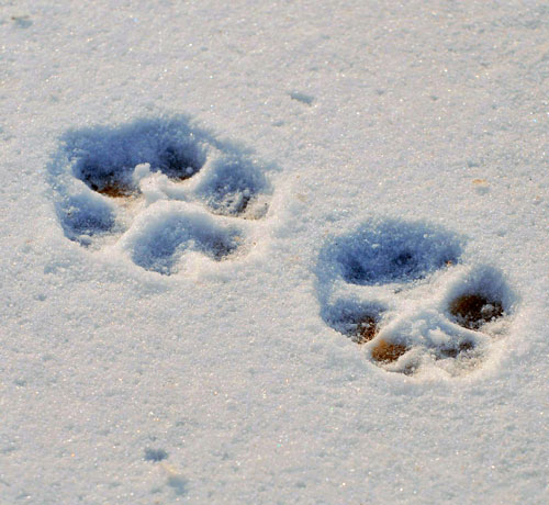 Wolf track in snow. Photo by Tanya Dronoff. Wolf track in snow. Photo by Tanya Dronoff.
