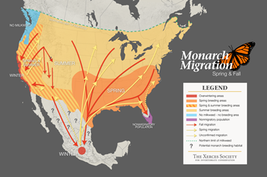 Monarch migration routes in U.S.