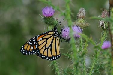 Monarch butterfly nectaring on thistle.