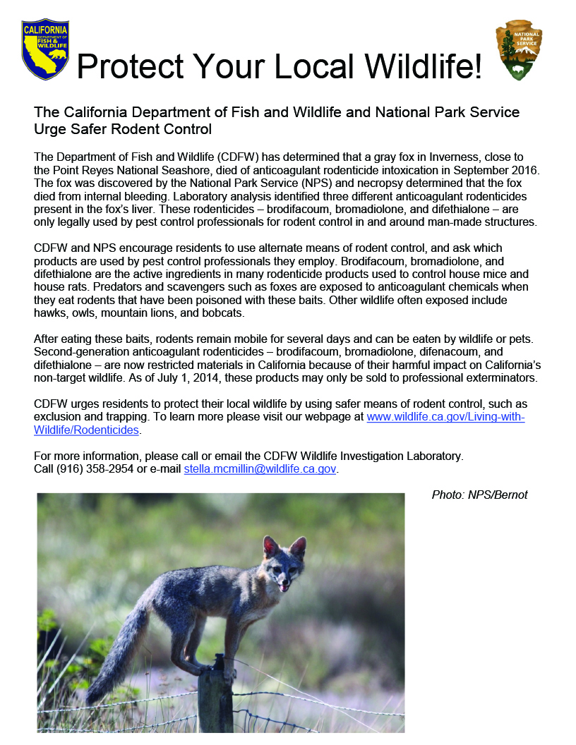 flier asks people to use safer rodent controls; includes photo of a gray fox standing atop a fence post - click to enlarge in new window