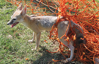 kit fox caught in net