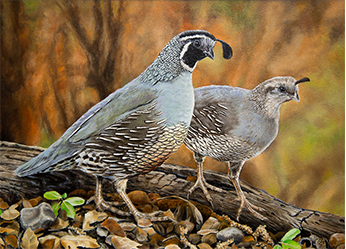 2016 Upland Winning Entry