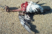 photo of dead bird