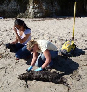 An immature stranded sea otter being examined by CDFW scientists at the beach