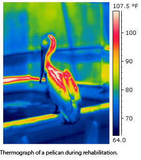 color coding shows temperature of different parts of a pelican, with the head and back the hottest