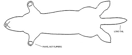 illustration depicting the specific external characteristics of sea otters