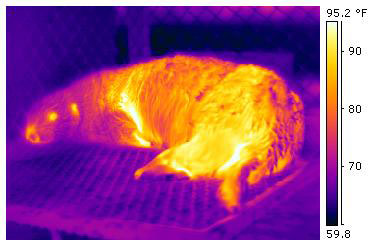 A thermograph of a sea otter.