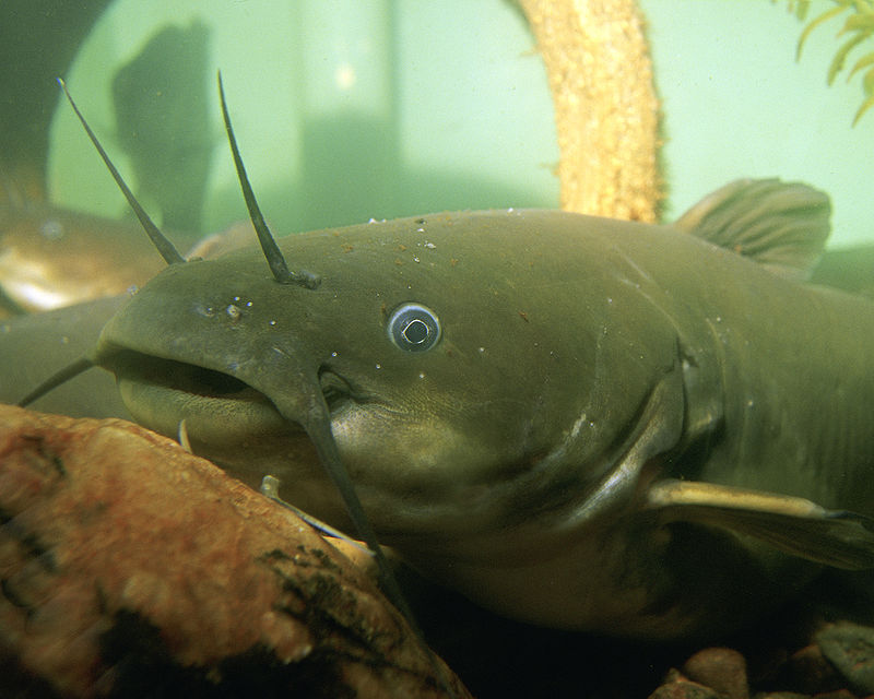 photo of a non native fish swimming at the bottom of the ocean