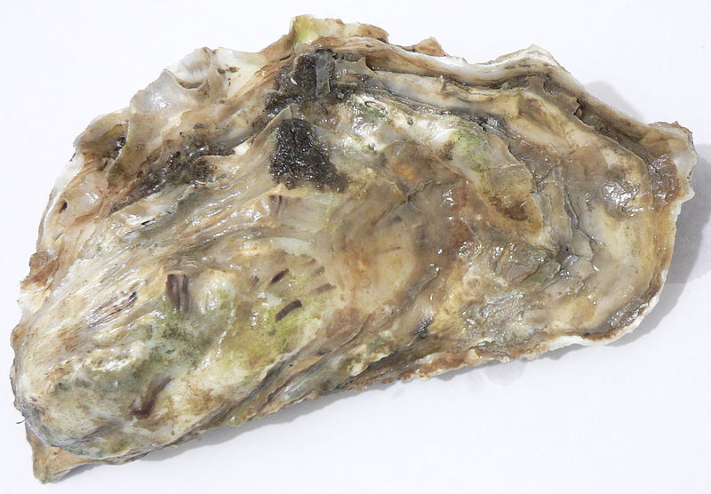 Crassostrea gigas