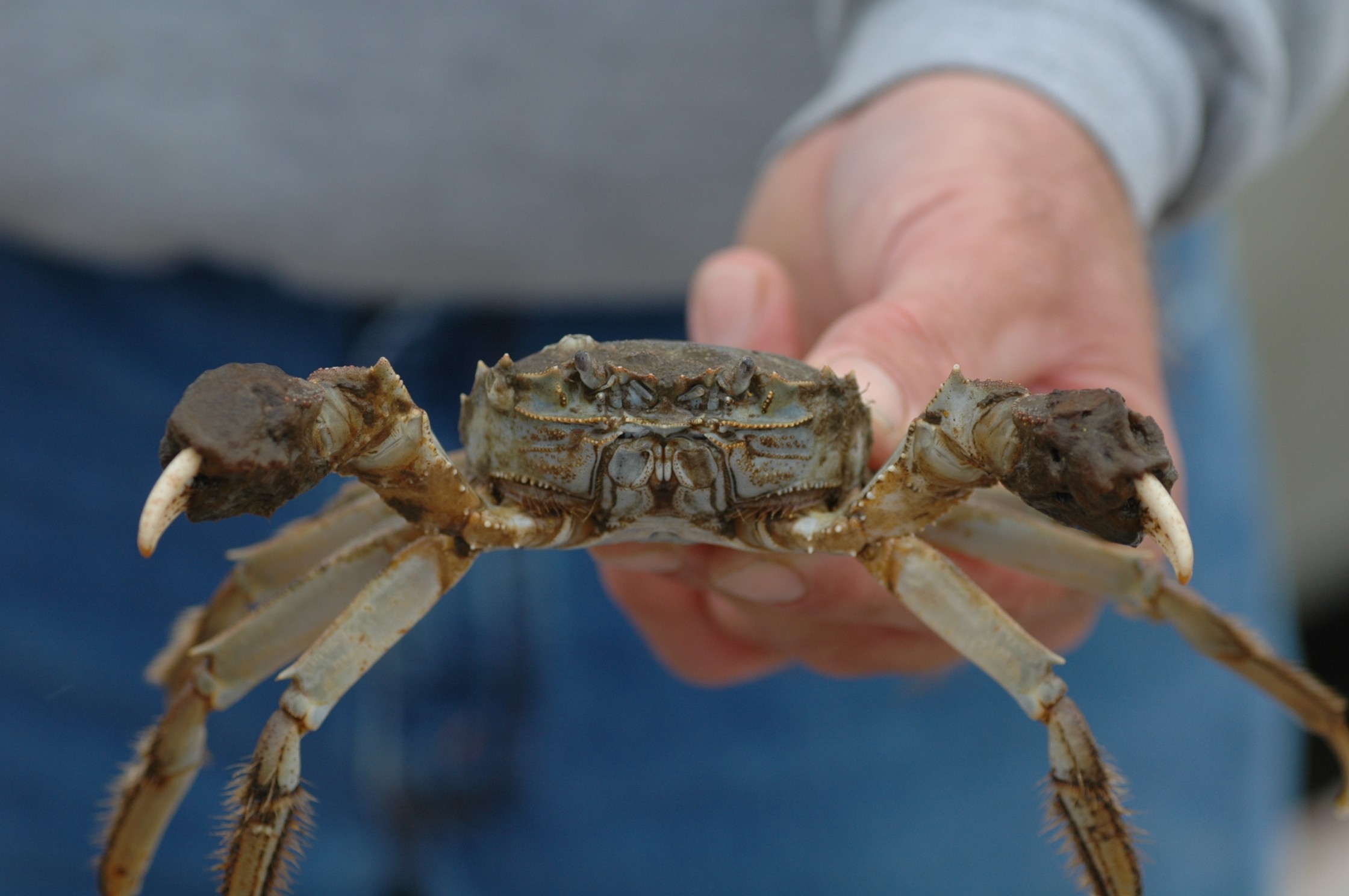 An image of the Chinese mitten crab Eriocheir sinensis