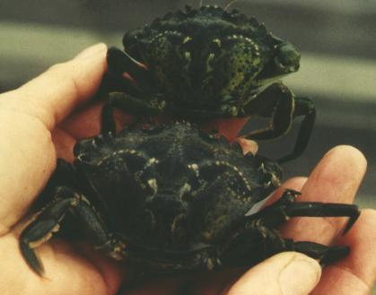 two Green Crabs in a person's hand