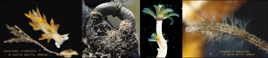 Collage of underwater specimens