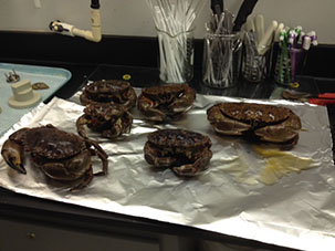 Preparing crabs for tissue analysis.