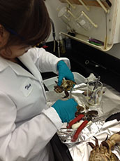 laboratory staff preparing tissue for analysis