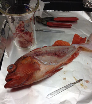 vermillion snapper with tissue removed for analysis