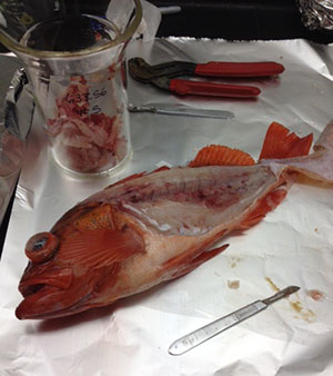 Vermillion snapper with tissue removed for analysis.
