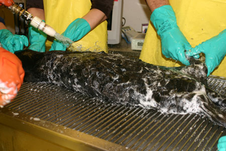 A sea otter undergoing the washing process.