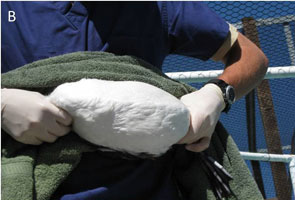 image B - scientist holding bird in a towel