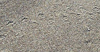 Beach sand