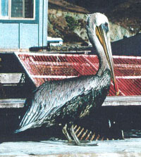 Oiled, still living pelican